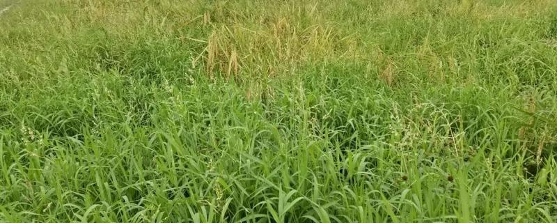 稻李氏禾如何根治，稻李氏禾是什么草