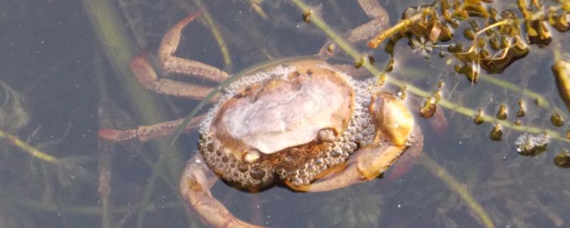 野生螃蟹与养殖螃蟹有啥区别,螃蟹属于两栖动物吗