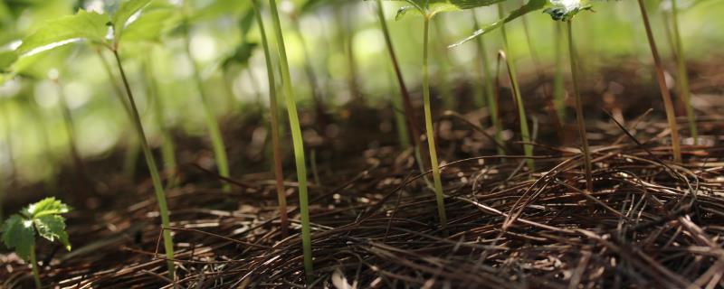 种菜为什么要盖稻草,种菜用什么有机肥