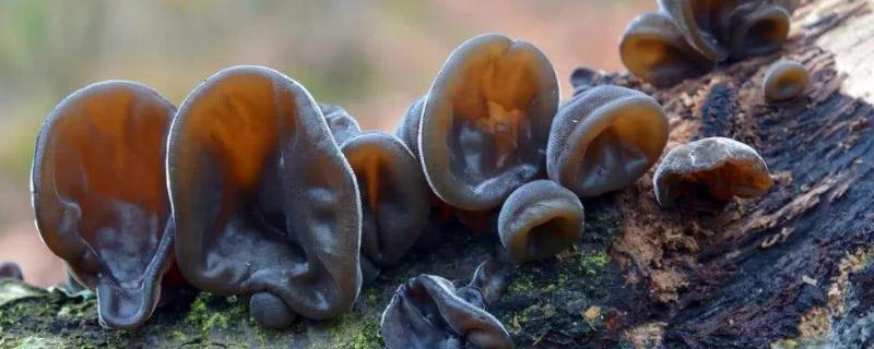 木耳是怎么长出来的,种木耳用什么木头