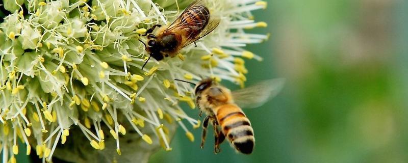 蜜蜂换地方要几天才正常,蜜蜂回蜂是怎么回事
