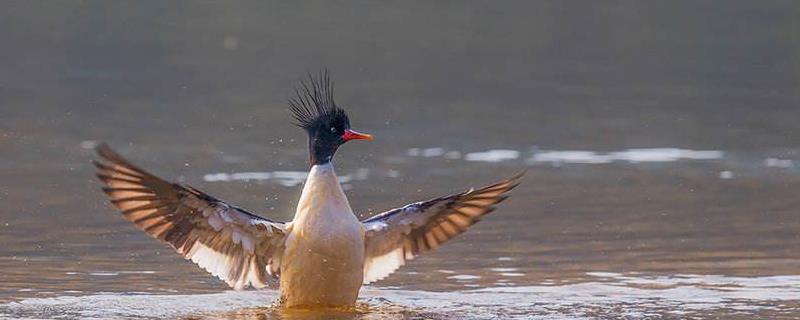中华秋沙鸭有多珍贵,附简介