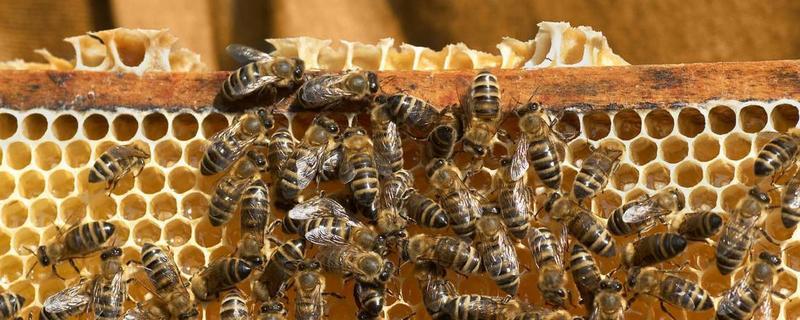 中蜂喂糖水一定要烧开的水吗,喂糖水的作用