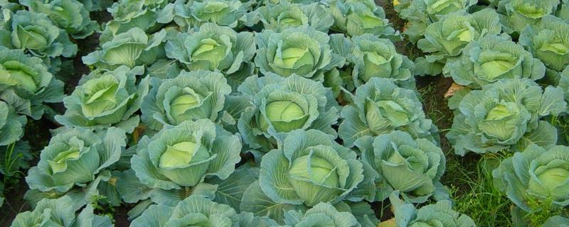 甘蓝种植技术及管理,种植甘蓝的温度要求