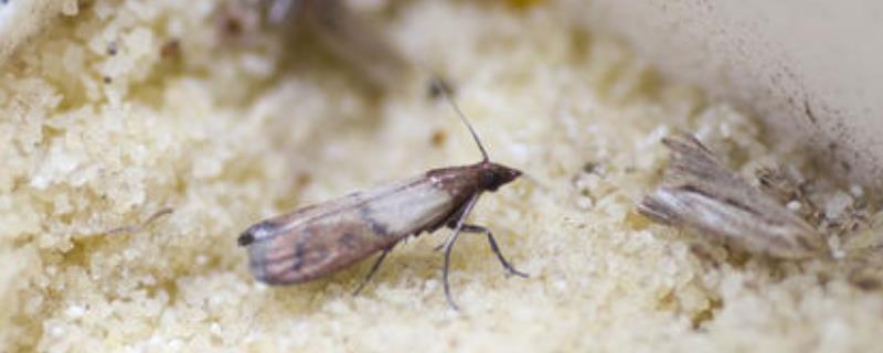 调节温湿度一般应用于什么害虫的杀灭,调节温湿度的设备