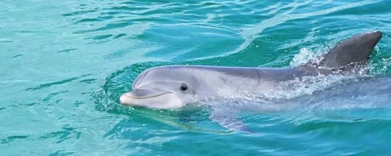 制约长江江豚种群数量增加的首要因素是什么,长江江豚怎么繁殖是胎生还是卵生