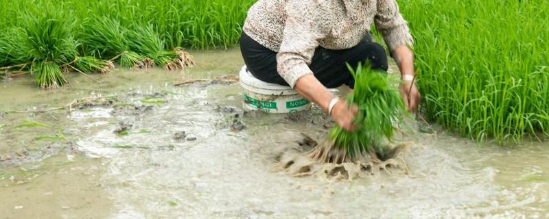 种田的顺序,种田的工具有哪些