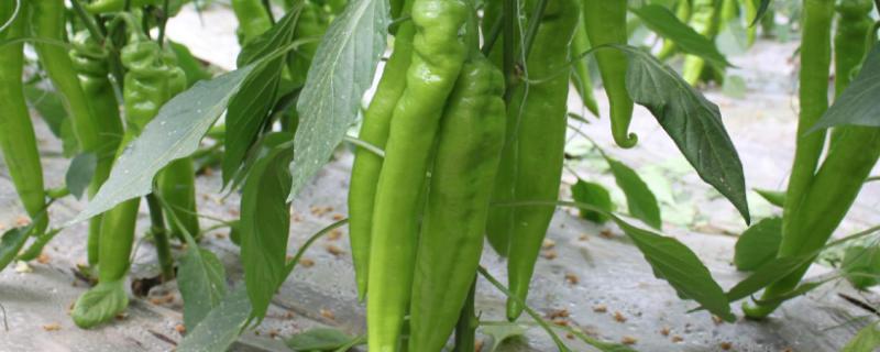 羊角椒种植技术,种植后怎么管理