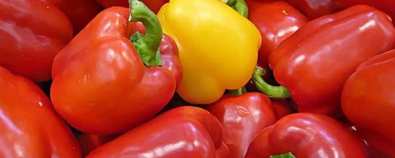 灯笼椒大棚种植技术，种植后怎么管理