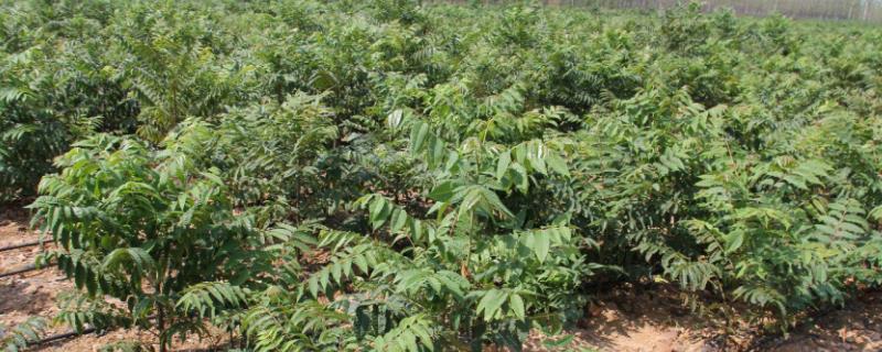 香椿树的种植方法,香椿矮化种植剪枝方法