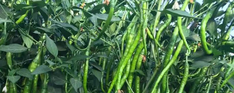 线椒露地种植技术,种植后如何管理