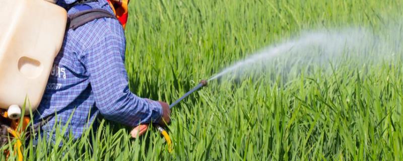 打完药几小时下雨有效,一天中最佳喷药时间