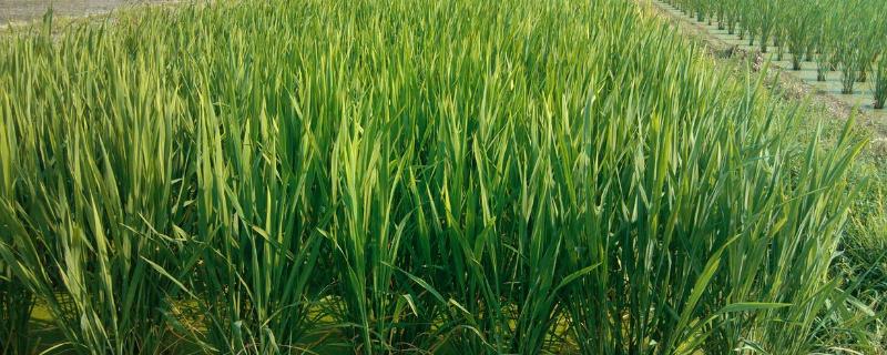 有收无收在于水收多收少在于肥这说明植物生长需要,收多收少在于肥的生理生态学意义