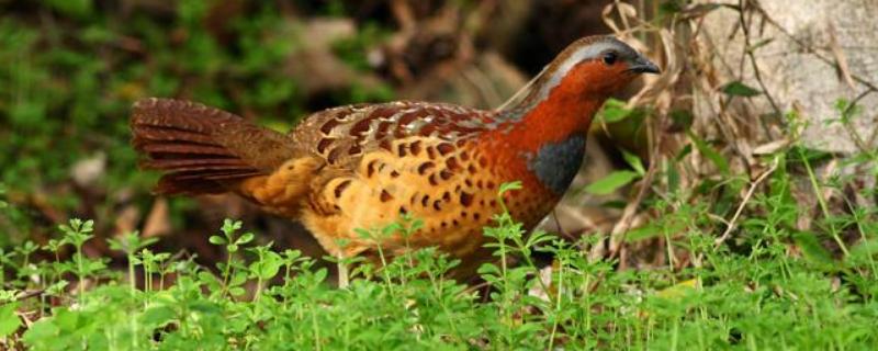 野生竹鸡是几级保护动物,野生竹鸡吃什么食物