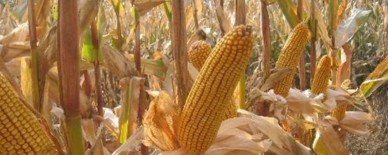 迪卡c1563种子积温,附简介