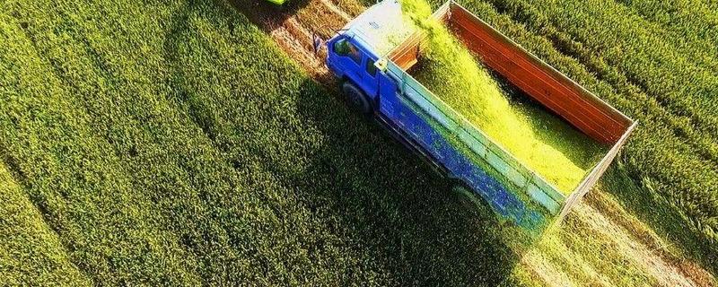 粮改饲是什么意思,附粮改饲的内容和意义