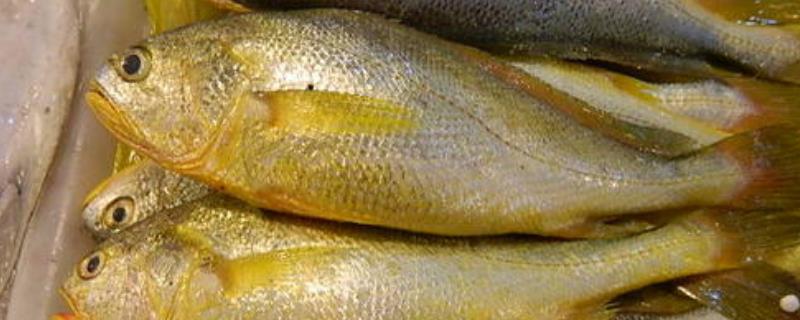 野生大黄鱼为什么这么贵,野生大黄鱼和养殖的区别