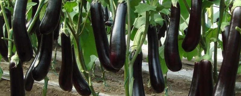 春天种什么农作物,沙土地适合种什么农作物