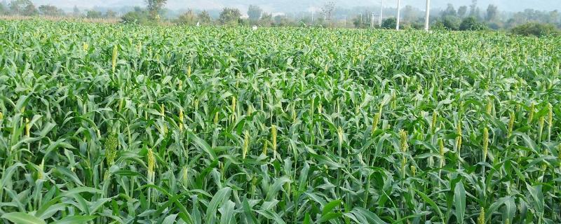 北方盐碱地适合种什么农作物,盐碱地怎么改良土壤