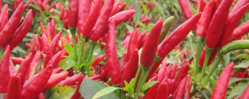 小米辣栽培技术,种植小米辣怎么管理