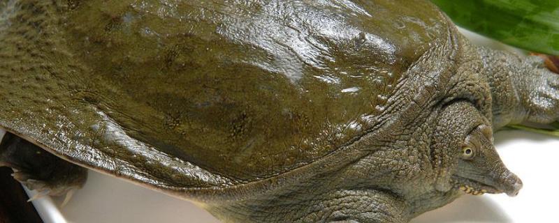 冬天甲鱼放在家里能活几天,甲鱼一晚上没水会死吗