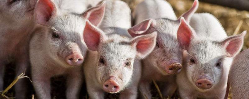 猪咬尾巴什么绝招最能解决,新生小猪没奶怎么喂养