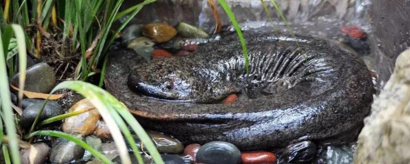 养殖的娃娃鱼放生后能存活吗,养殖的娃娃鱼能直接买卖吗