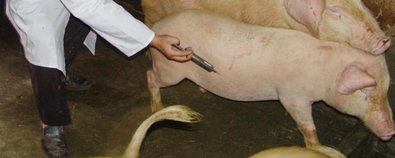 猪附红细胞一般打什么药,打猪打针位置