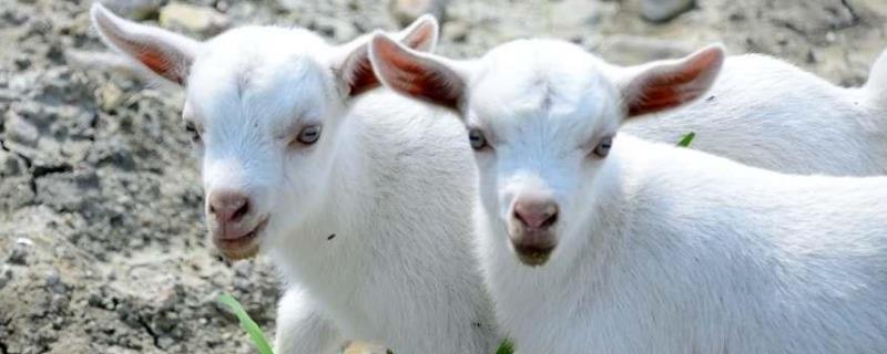 小羊喝羊奶粉为什么腹泻,小羊羔拉黄稀用什么药