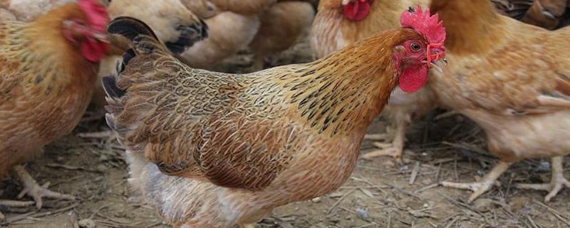 中国五大名鸡,世界五大名鸡