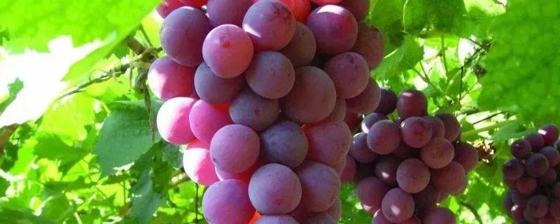 种植业是第一产业吗,种植业什么前景好