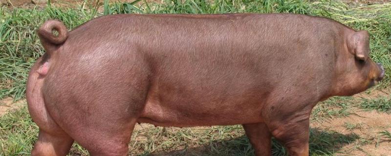 猪种有哪些品种,猪能长到多少斤