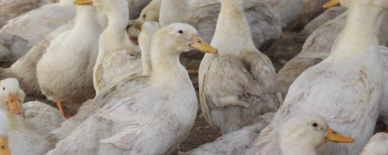 鸭子有什么本领,鸭子为什么老是叫个不停