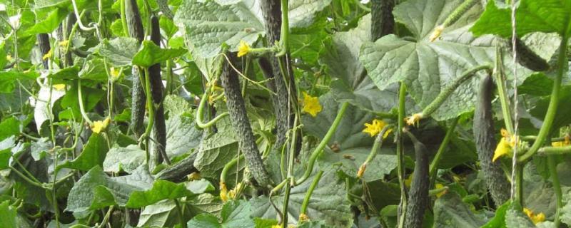 2月适合种植什么菜,2月适合种植什么水果