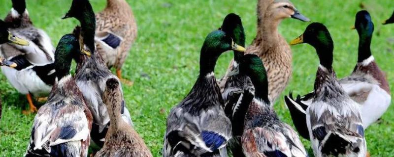 鸭子杀哪个部位容易死,鸭子杀完后怎么去细毛