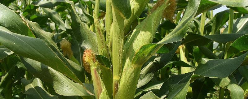 种植业是第几产业,种植业有什么好项目