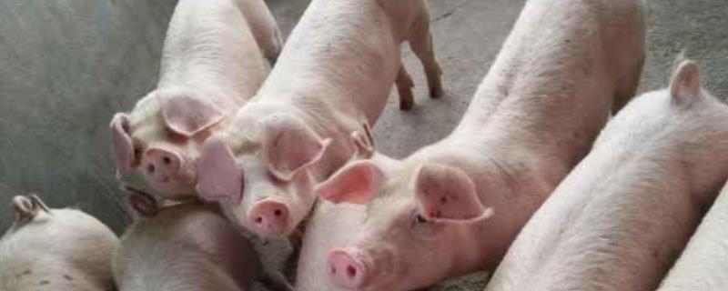 猪的眼睫毛是什么样的,猪的寿命有多长