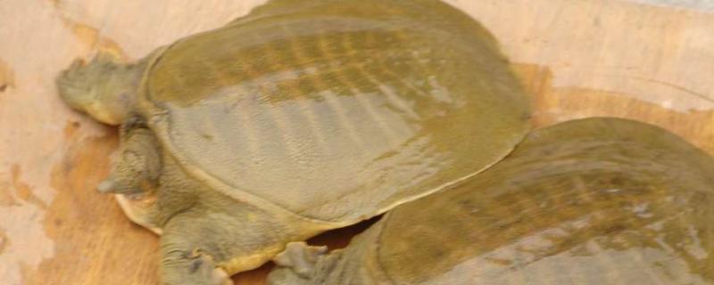 甲鱼放家里能养几天,甲鱼放家里养需要水吗