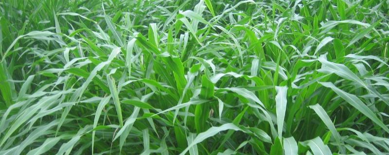 玉米草一亩要多少种子,玉米草种植方法和时间