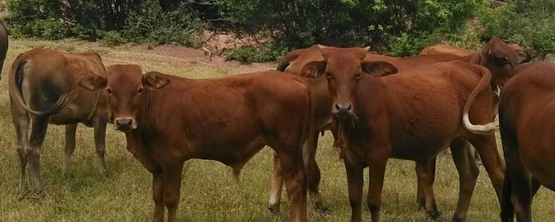 牲畜口蹄疫的治疗方法,牲畜口蹄疫症状