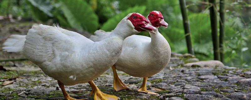 番鸭会飞么,番鸭和普通鸭子的区别