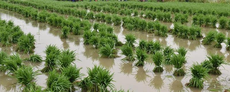 禾苗是春天还是夏天,禾苗是什么颜色