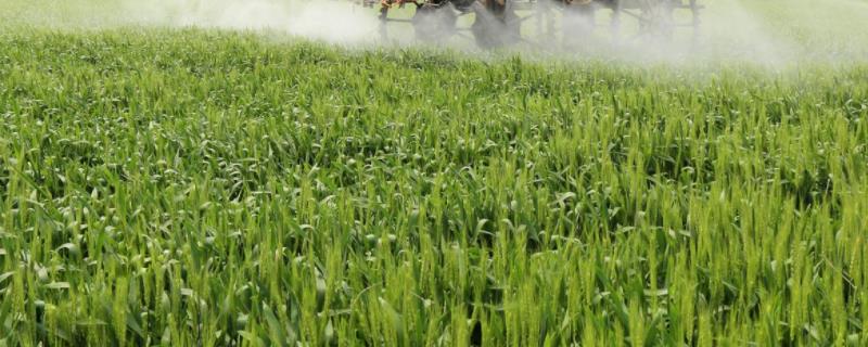 碧护一克兑水多少,和芸苔素哪个好