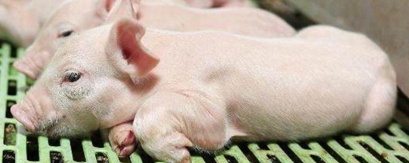 乳猪尾巴根烂是啥原因,为什么要剪尾巴