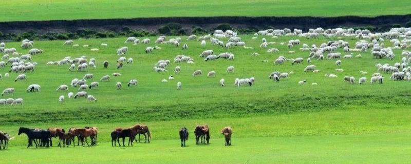 农牧业包括哪些范围,农牧业是什么意思
