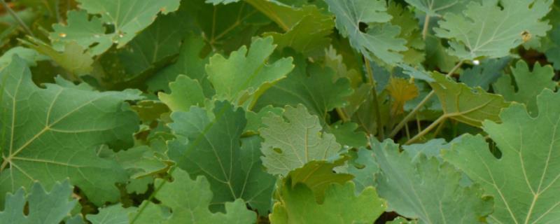 博落回种植成本和效益,博落回是什么植物