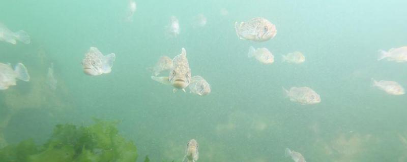 渔业资源是什么资源,渔业资源丰富的原因是什么