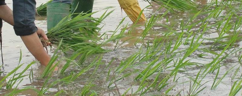 插秧是什么季节的农事,插秧用什么肥料