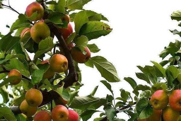 秋天农民做什么农活