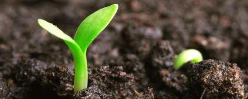 种子法中表述的主要农作物包括,一年四季农作物的生长过程